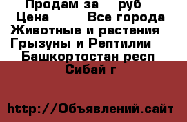 Продам за 50 руб. › Цена ­ 50 - Все города Животные и растения » Грызуны и Рептилии   . Башкортостан респ.,Сибай г.